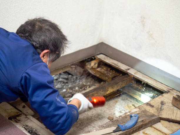 Best Emergency Mold Remediation in Williston, ND