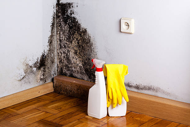 Best Preventive Mold Services in Williston, ND